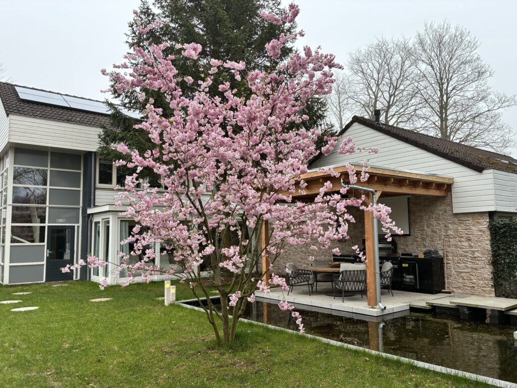Bloeiende Japanse kers naast vijver