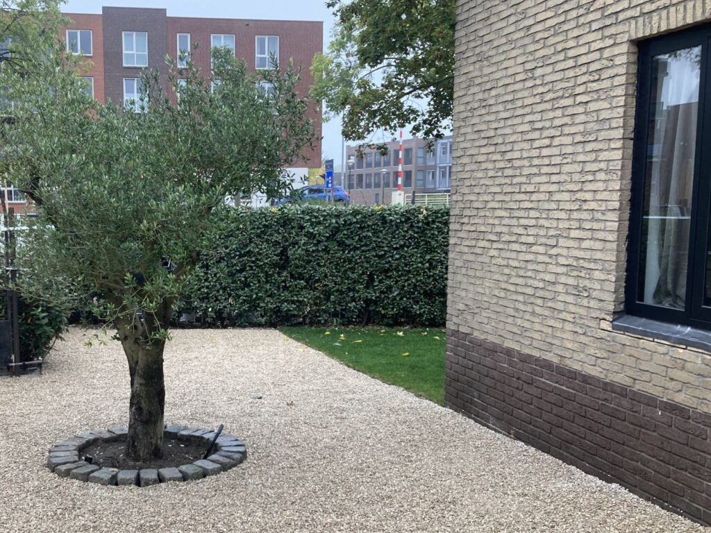 Castle grind met olijfboom in mediterrane tuin Woerden
